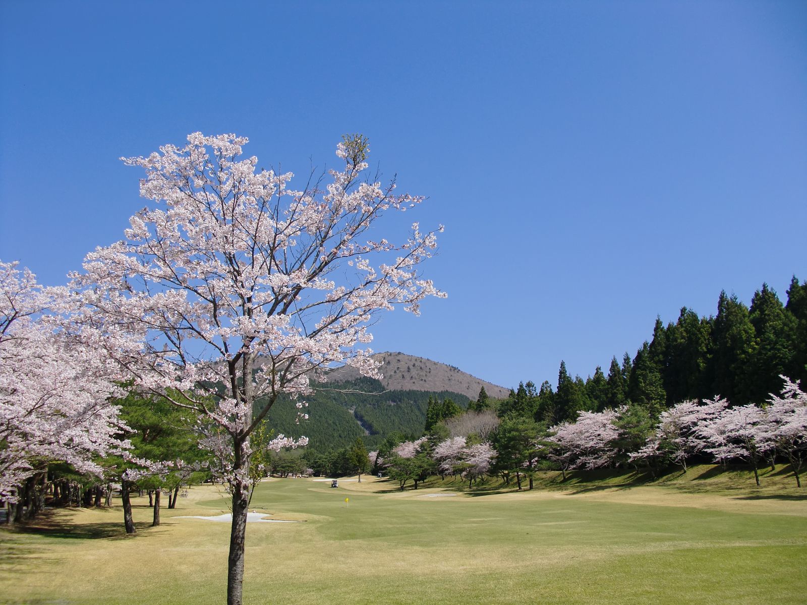 櫻花為高爾夫球場妝點出與平時不一樣的面貌