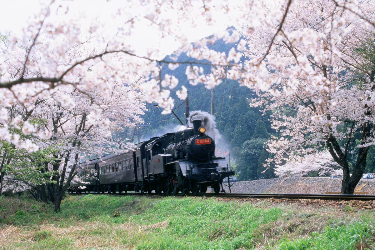 【自遊景點建議】大井川鐵道