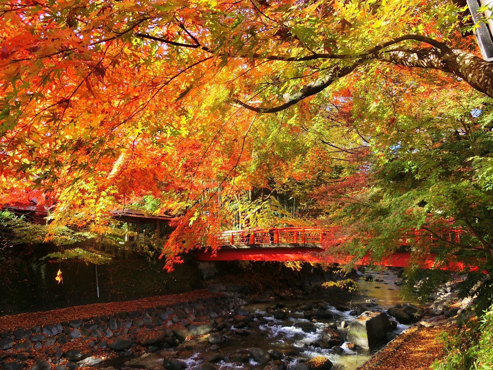 修善寺桂橋；伊豆的秋天美得令人屏息，今年，一定要到伊豆。