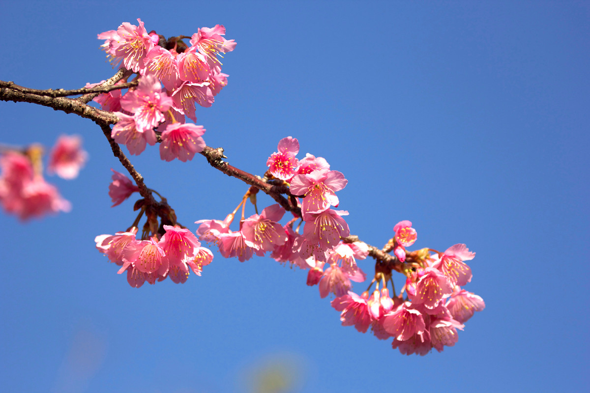 沖繩的特有種櫻花「寒緋櫻」。