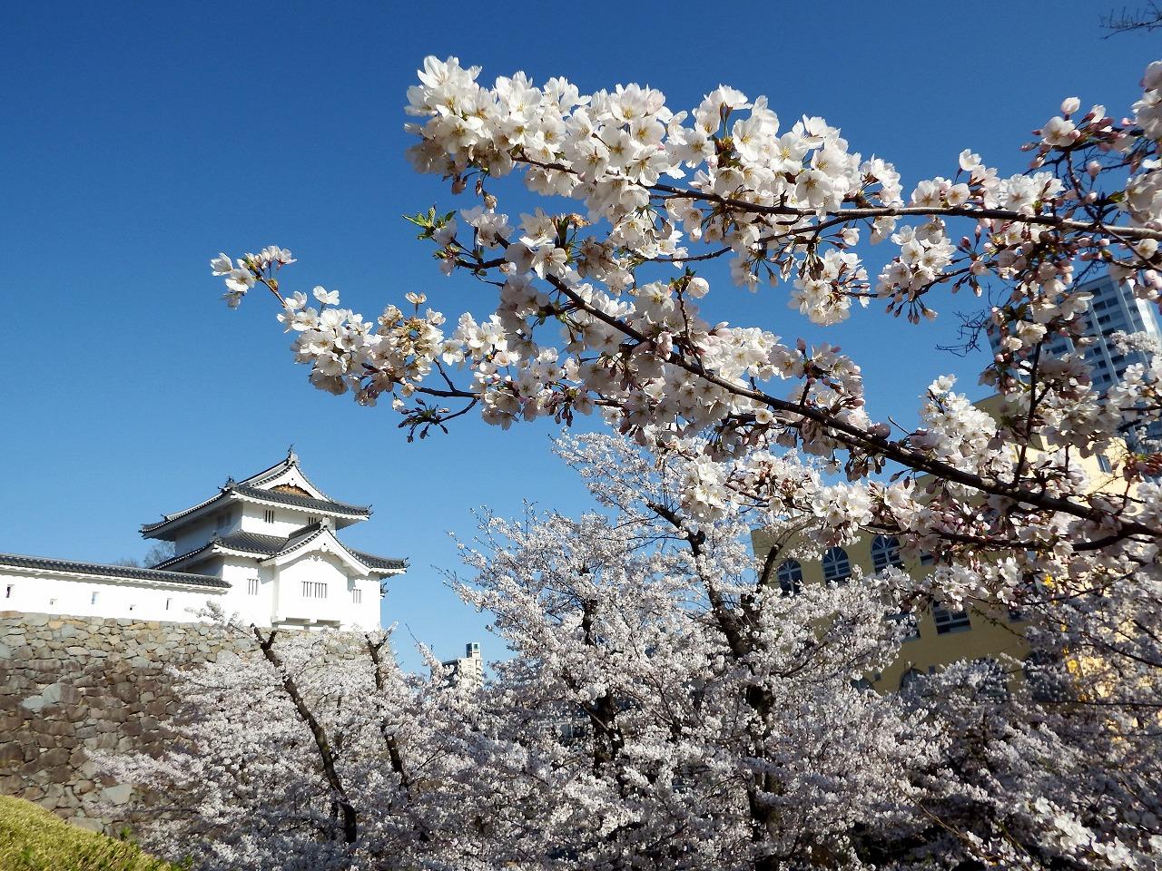 日本賞櫻百選景點 – 福岡舞鶴公園。