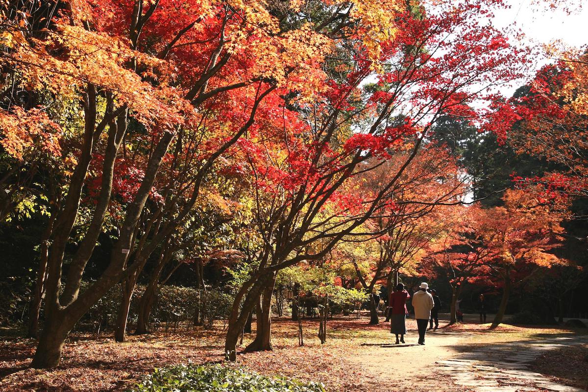 茨城「偕樂園」– 日本三大名園之一。