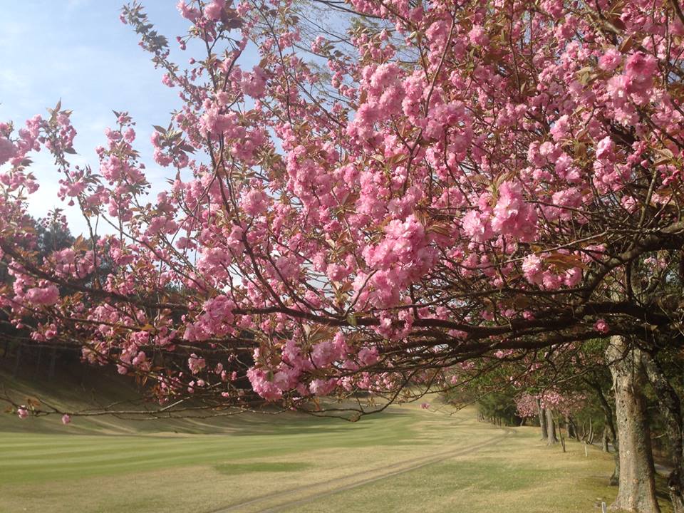 千刈球場春天櫻花盛開、美不勝收。