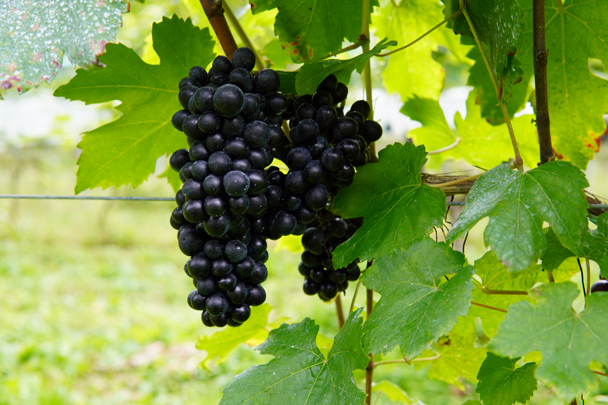 仙台市郊的秋保溫泉地區氣候與土壤頗適合釀酒葡萄生長。
