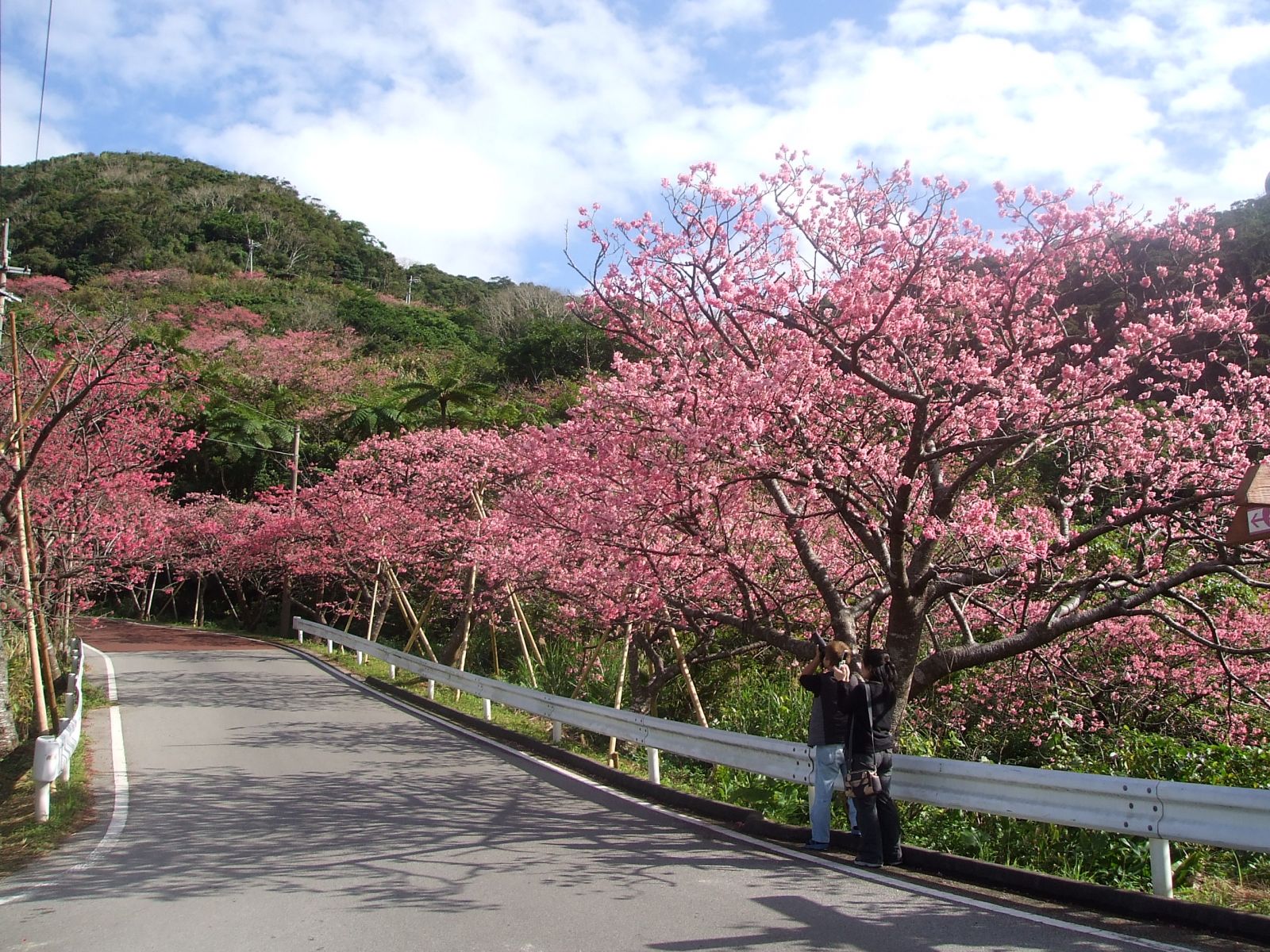 前往沖繩本島北方本部町的八重岳櫻之森公園的路上，沿途兩旁種植了7,000多株櫻花，令人目不暇給。